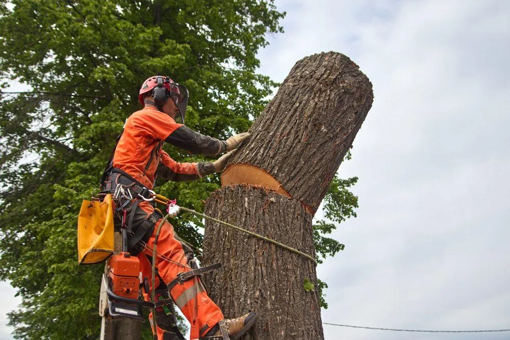 Tree service
